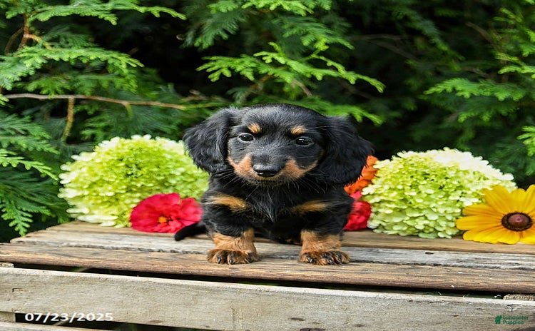 Miniature Dachshund dogs for sale - Ad 2