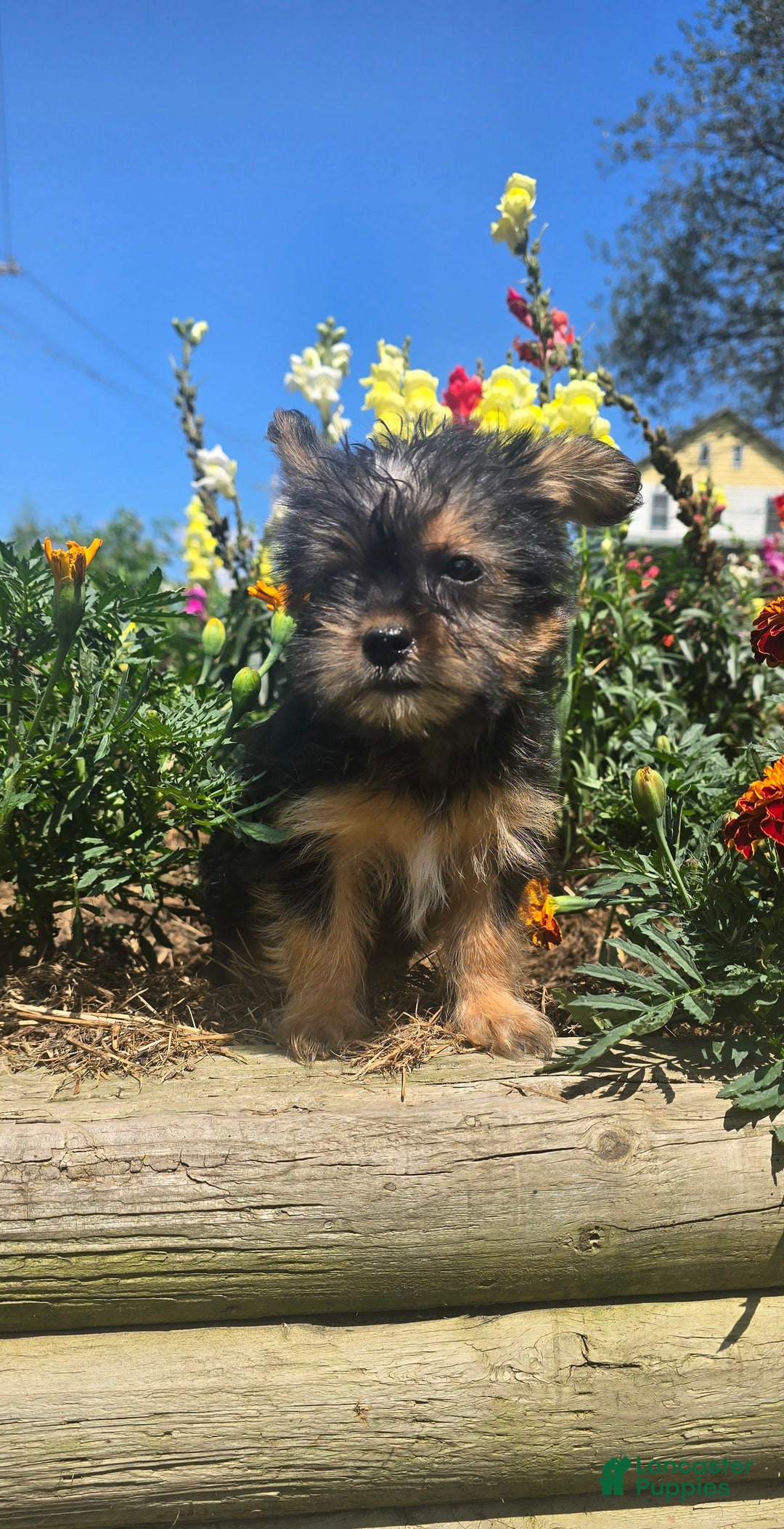 Yorkshire Terrier dogs for sale: Spike - Image 3