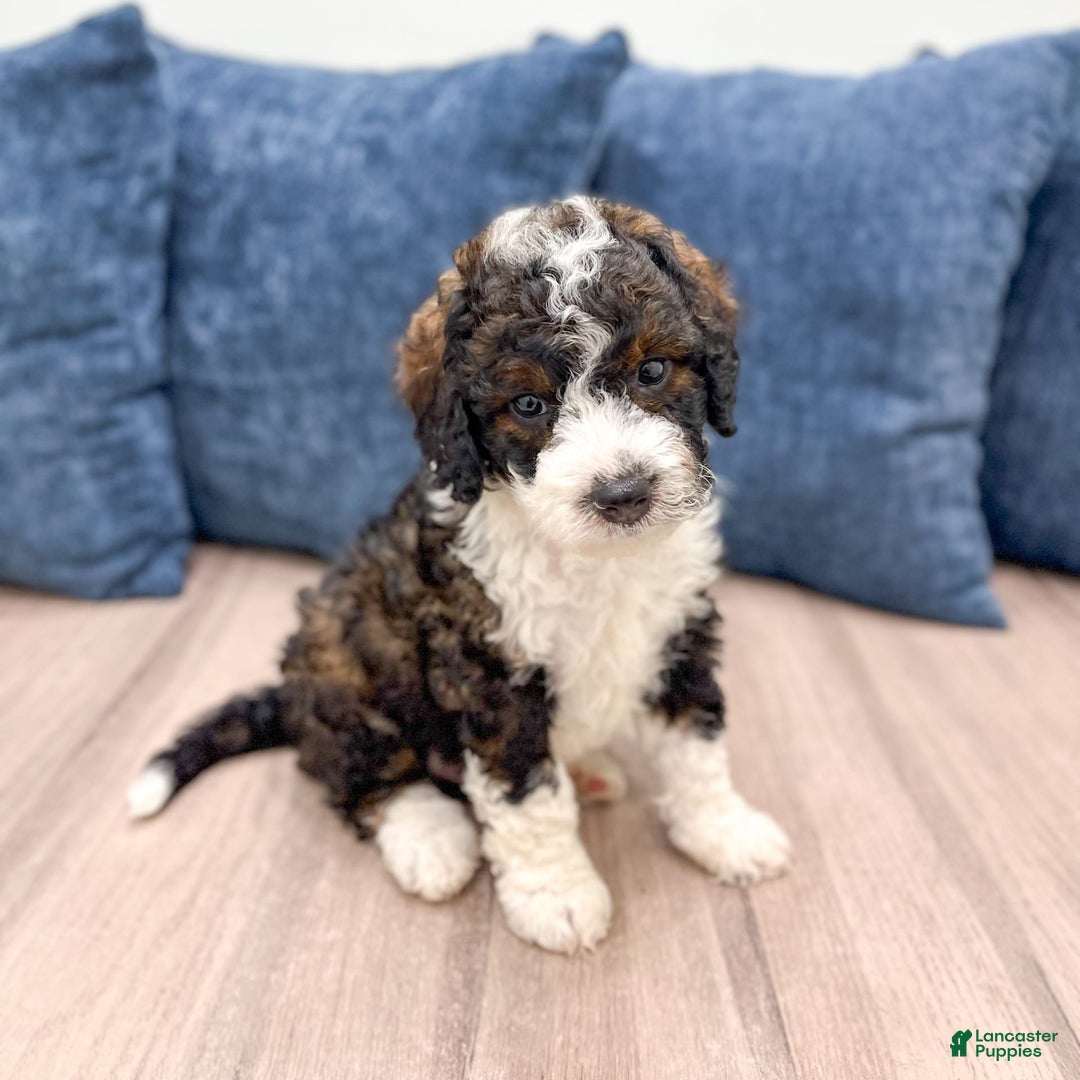 Mini Bernedoodle dogs for sale: Blaze - Image 4