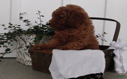 Miniature Poodle dogs for sale: Rily - Image 2