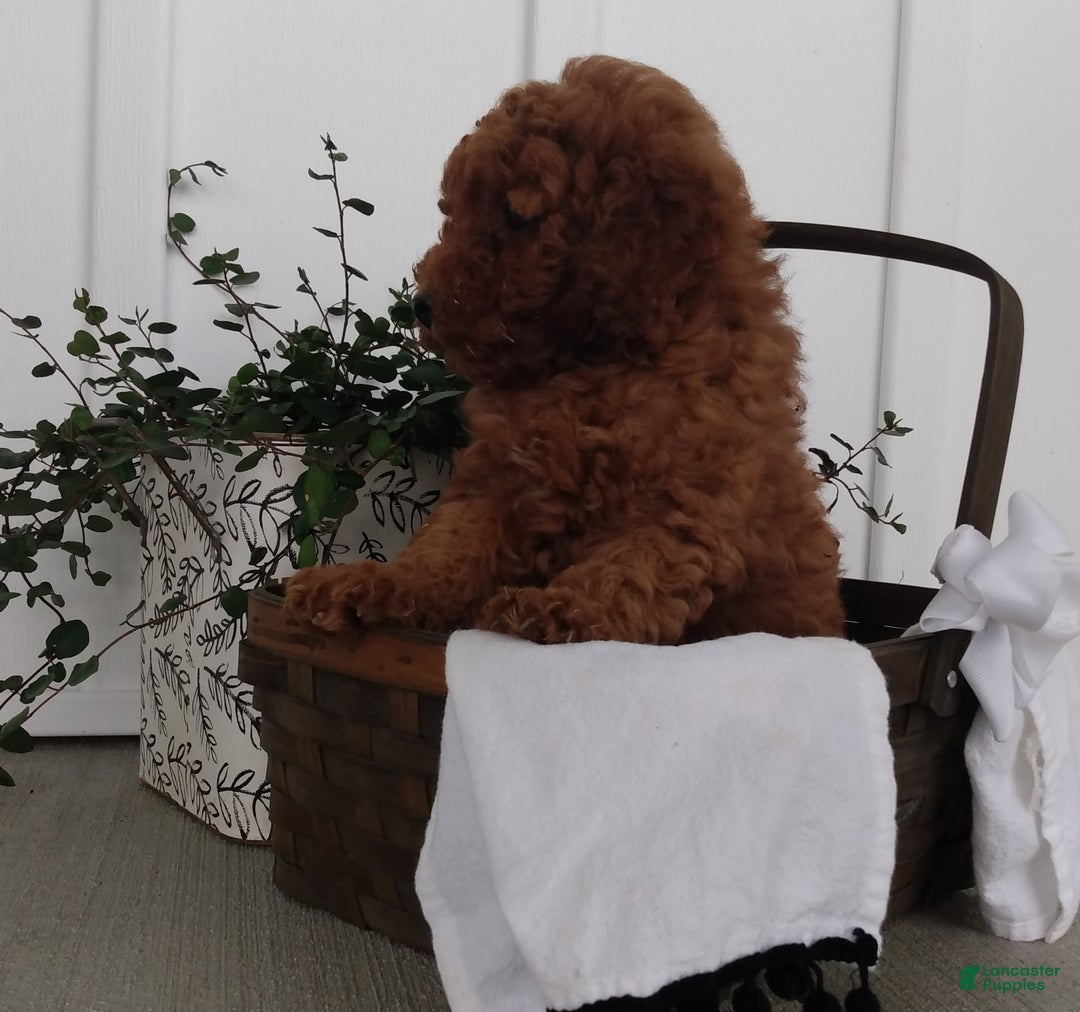 Miniature Poodle dogs for sale: Rily - Image 2