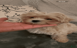 Maltipoo dogs for sale: Freeman - Image 1