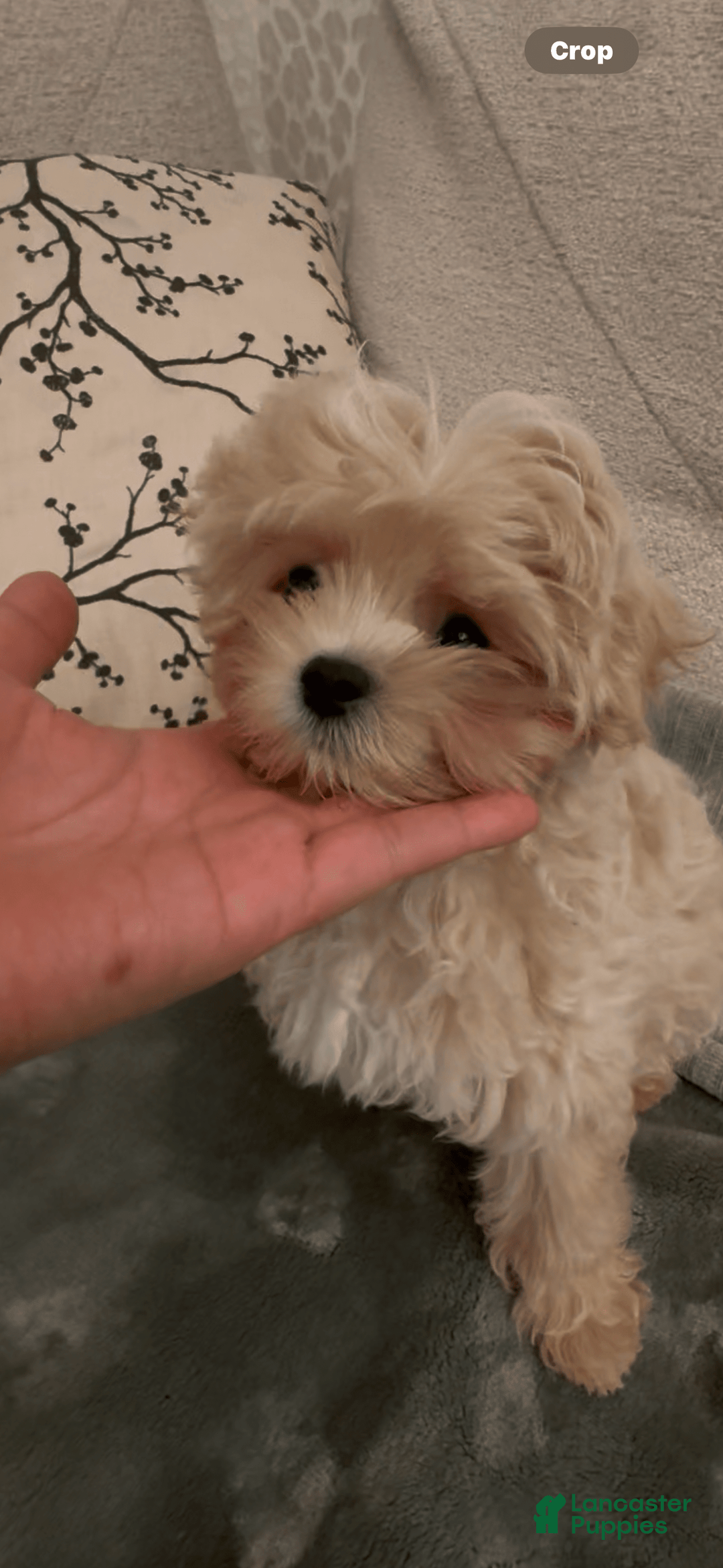 Maltipoo dogs for sale: Freeman - Image 1
