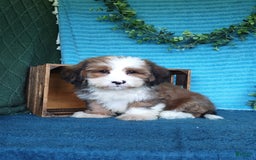 Havanese dogs for sale: Dallas - Image 10