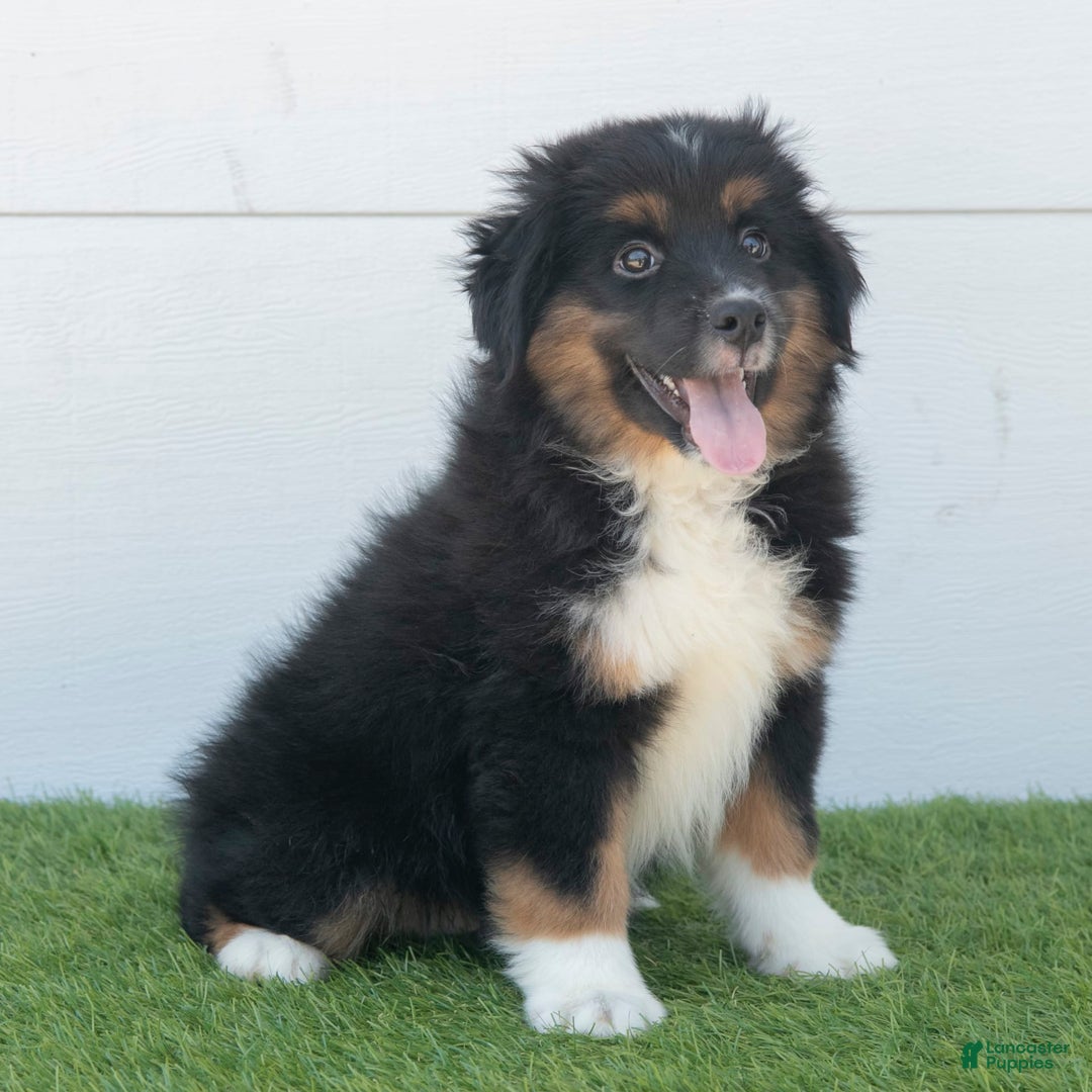 Australian Shepherd dogs for sale: Oscar - Image 10