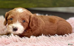Cavapoo dogs for sale: Barbie - Image 4