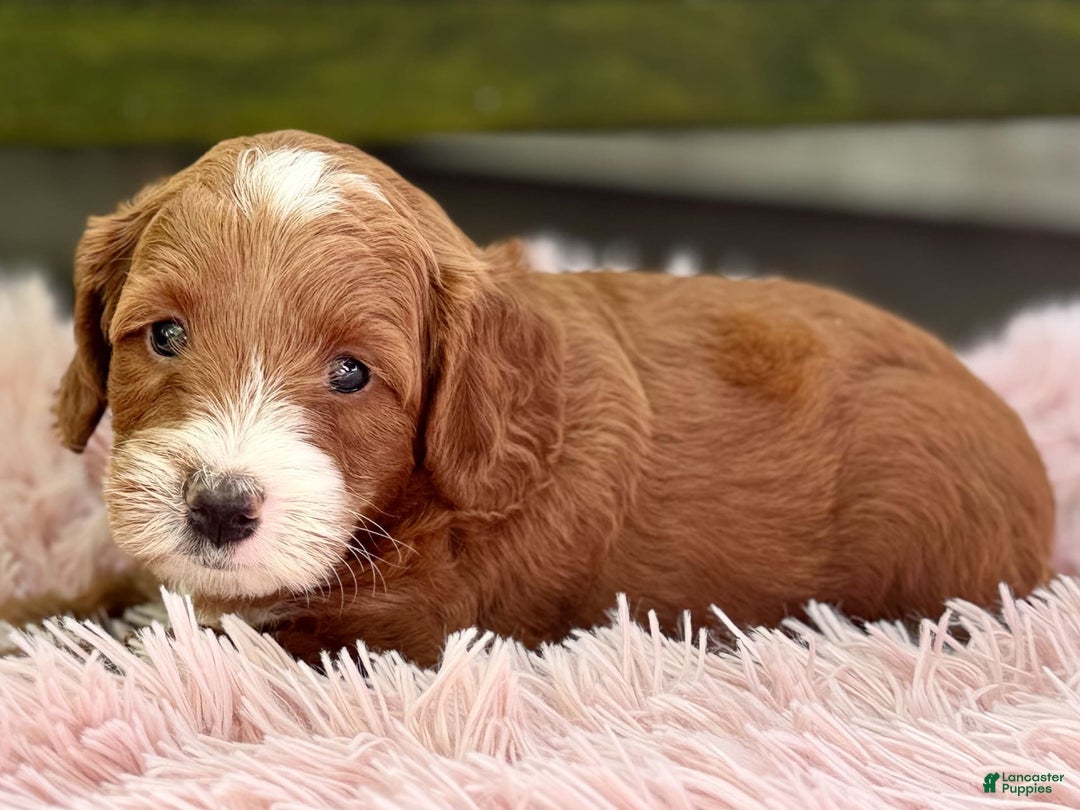 Cavapoo dogs for sale: Barbie - Image 4