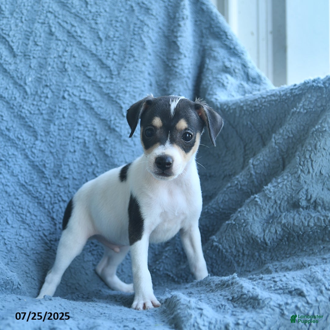 Toy Fox Terrier dogs for sale: Samson - Image 2