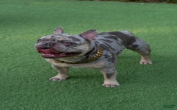 French Bulldog dogs for sale: Pearl - Image 3