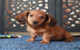 Dachshund dogs for sale: Bugsy - Image 3