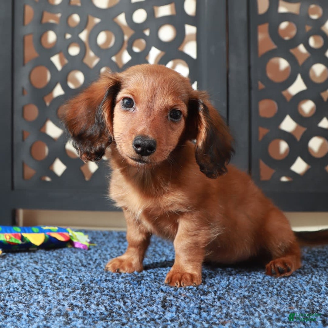 Dachshund dogs for sale: Bugsy - Image 3