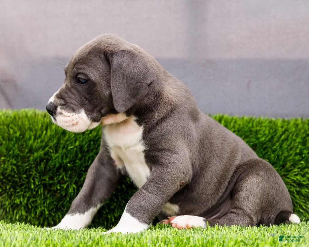 Great Dane dogs for sale: Karen - Image 24
