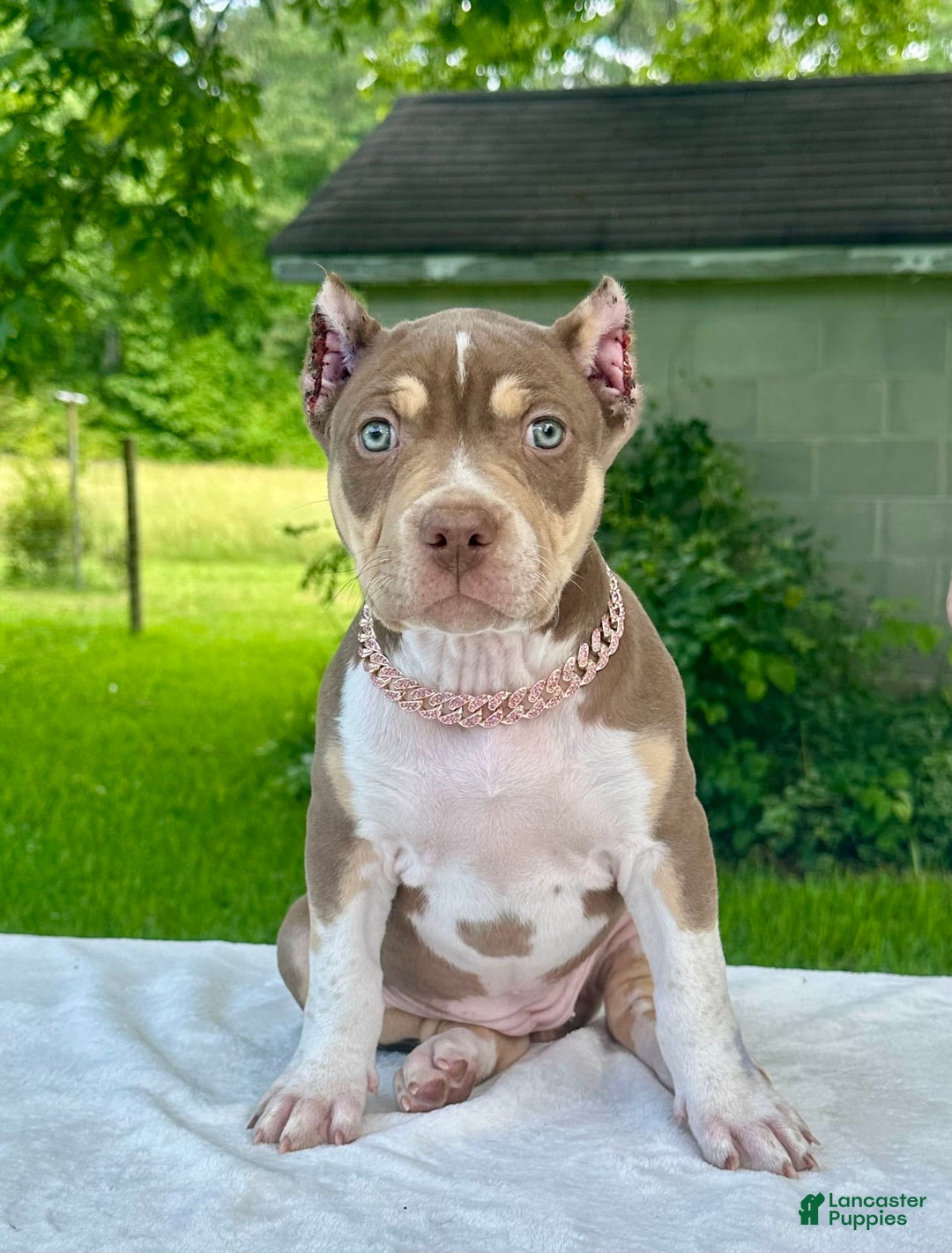 American Bully dogs for sale: Ms. Daisy - Image 5