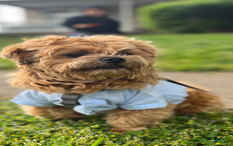 Miniature Poodle dogs for sale: May - Image 25