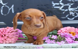 Miniature Dachshund dogs for sale: Luna - Image 3