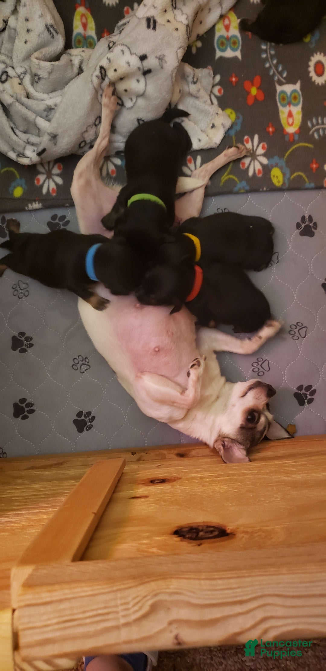 Chihuahua dogs for sale: Sonic - Image 2