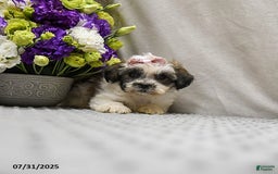 Teddy Bear dogs for sale: Waffles - Image 5