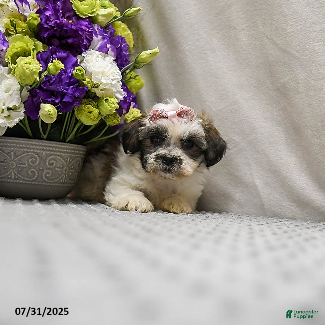 Teddy Bear dogs for sale: Waffles - Image 5