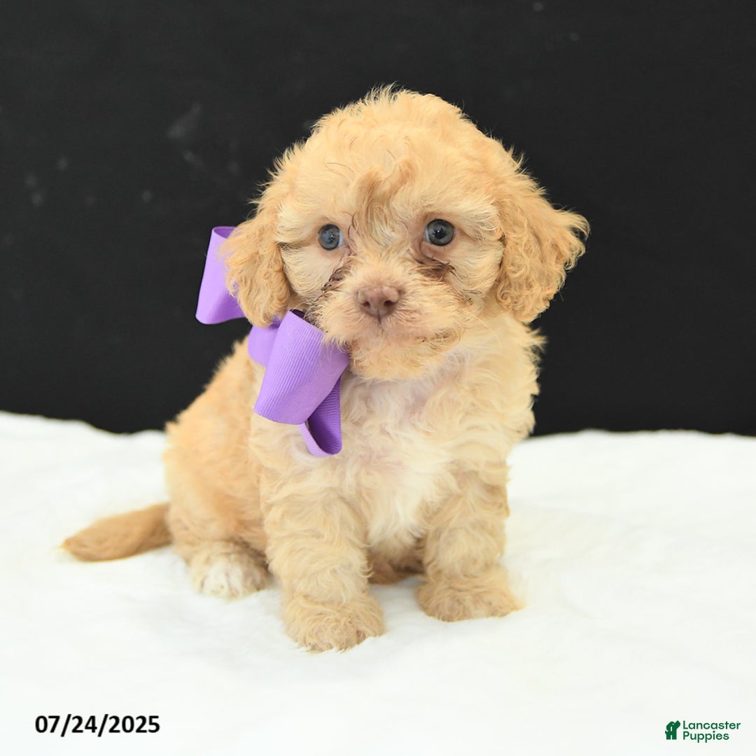 Cavapoo dogs for sale: Sweet Pea - Image 5