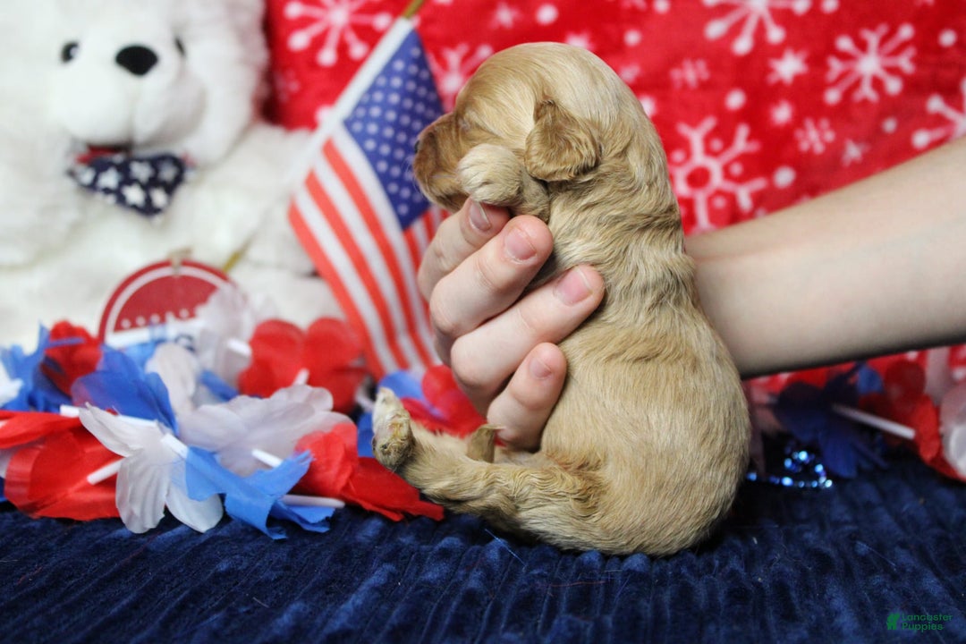 Cavapoo dogs for sale: Phoenix - Image 36