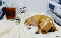 Miniature Dachshund dogs for sale: Jesse - Image 4