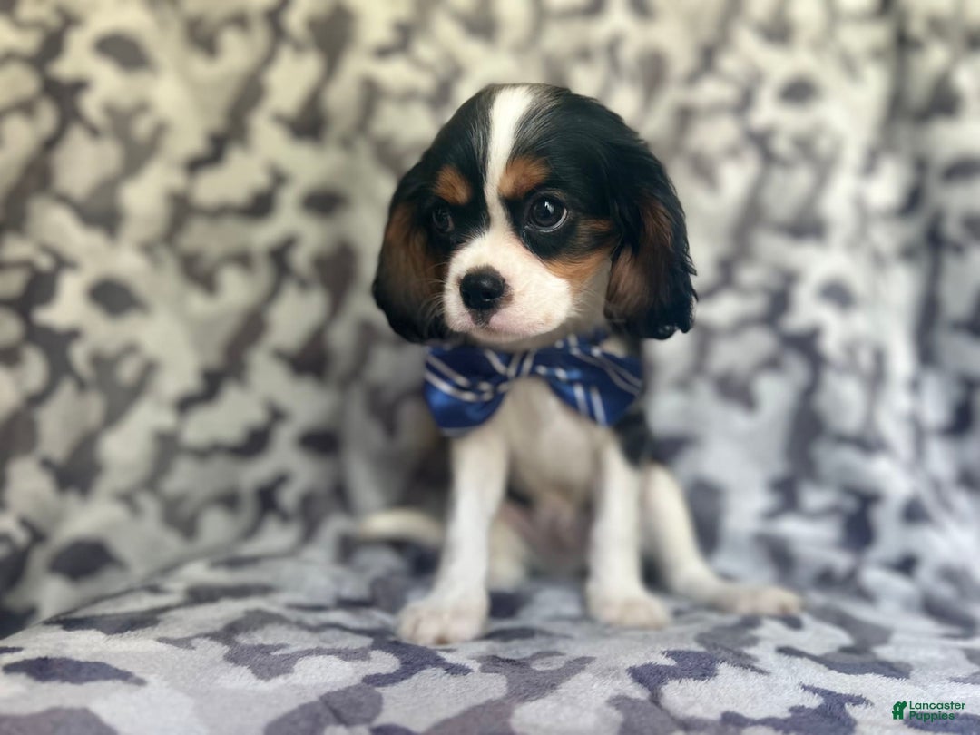 Cavalier King Charles Spaniel dogs for sale: Beans - Image 4