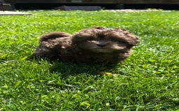 Shihpoo dogs for sale: Teacup Chip - Image 3