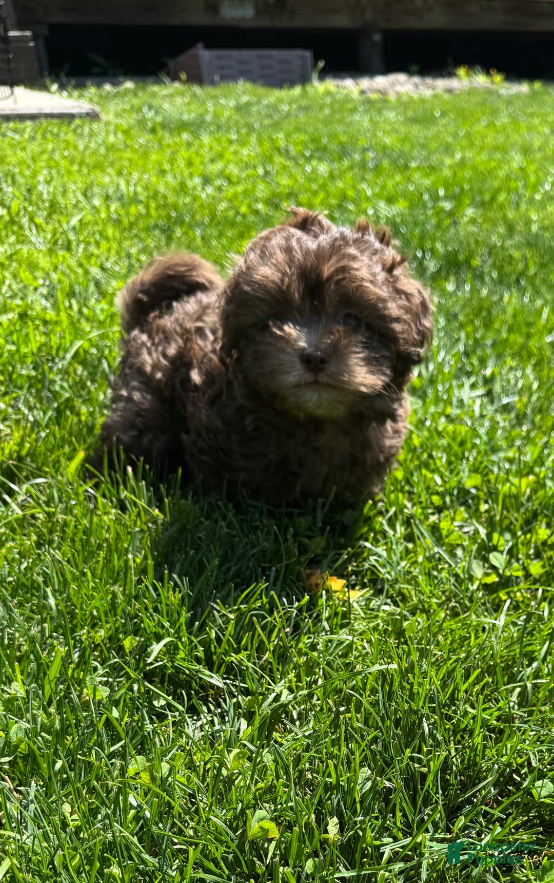 Shihpoo dogs for sale: Teacup Chip - Image 3