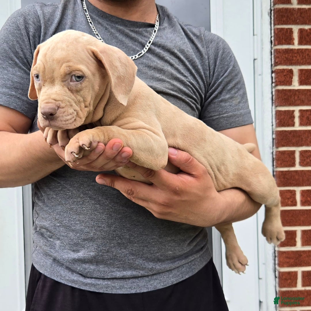 Cane Corso dogs for sale: Cane Corso 4 puppies - Image 9