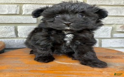 Pomapoo dogs for sale: Maddy - Image 2