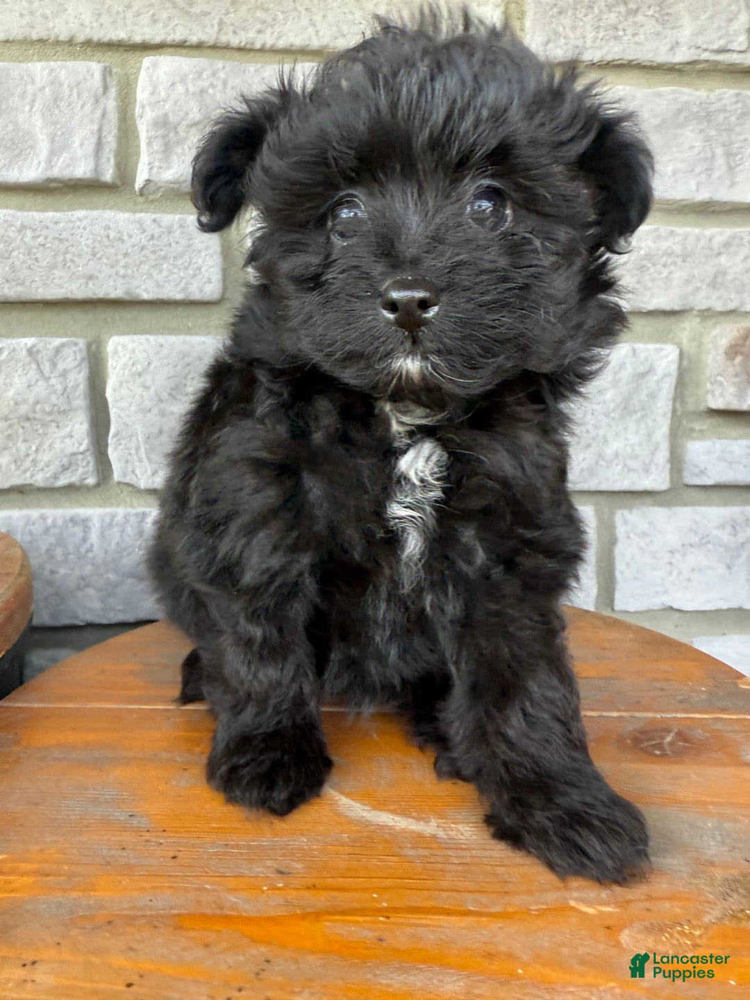 Pomapoo dogs for sale: Maddy - Image 2
