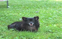 Pomeranian dogs for sale: Tinker - Image 11