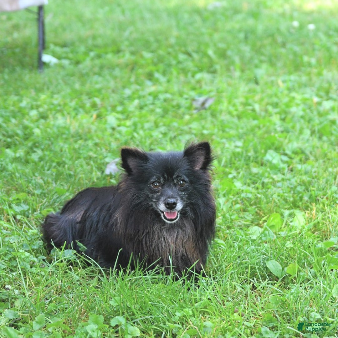 Pomeranian dogs for sale: Tinker - Image 11