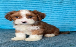 Havanese dogs for sale: Buster - Image 5