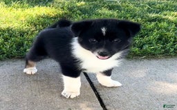 Shiba Inu dogs for sale: Sydney - Image 4