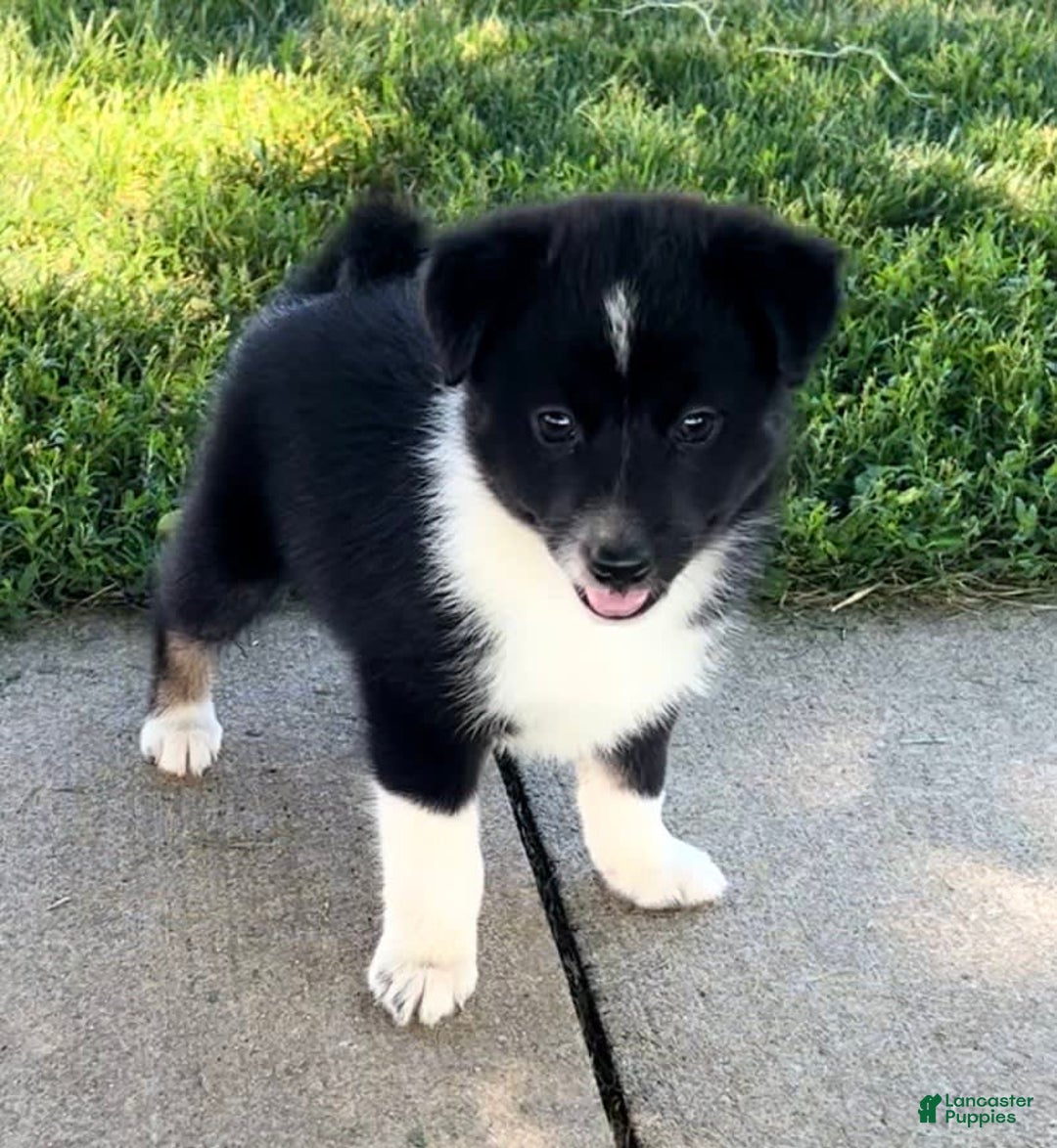Shiba Inu dogs for sale: Sydney - Image 4
