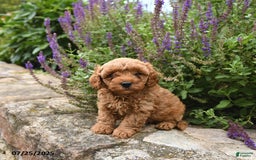 Cavapoo dogs for sale: Roman - Image 2