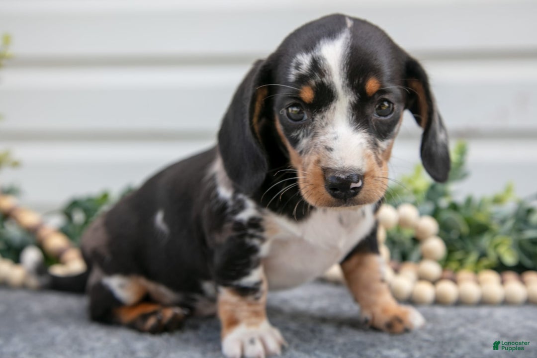 Miniature Dachshund dogs for sale: Miniature Dachshund 4 puppies - Image 6