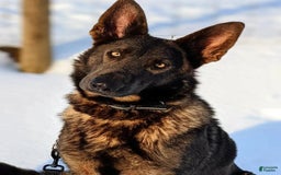 German Shepherd dogs for sale: Chase - Image 6