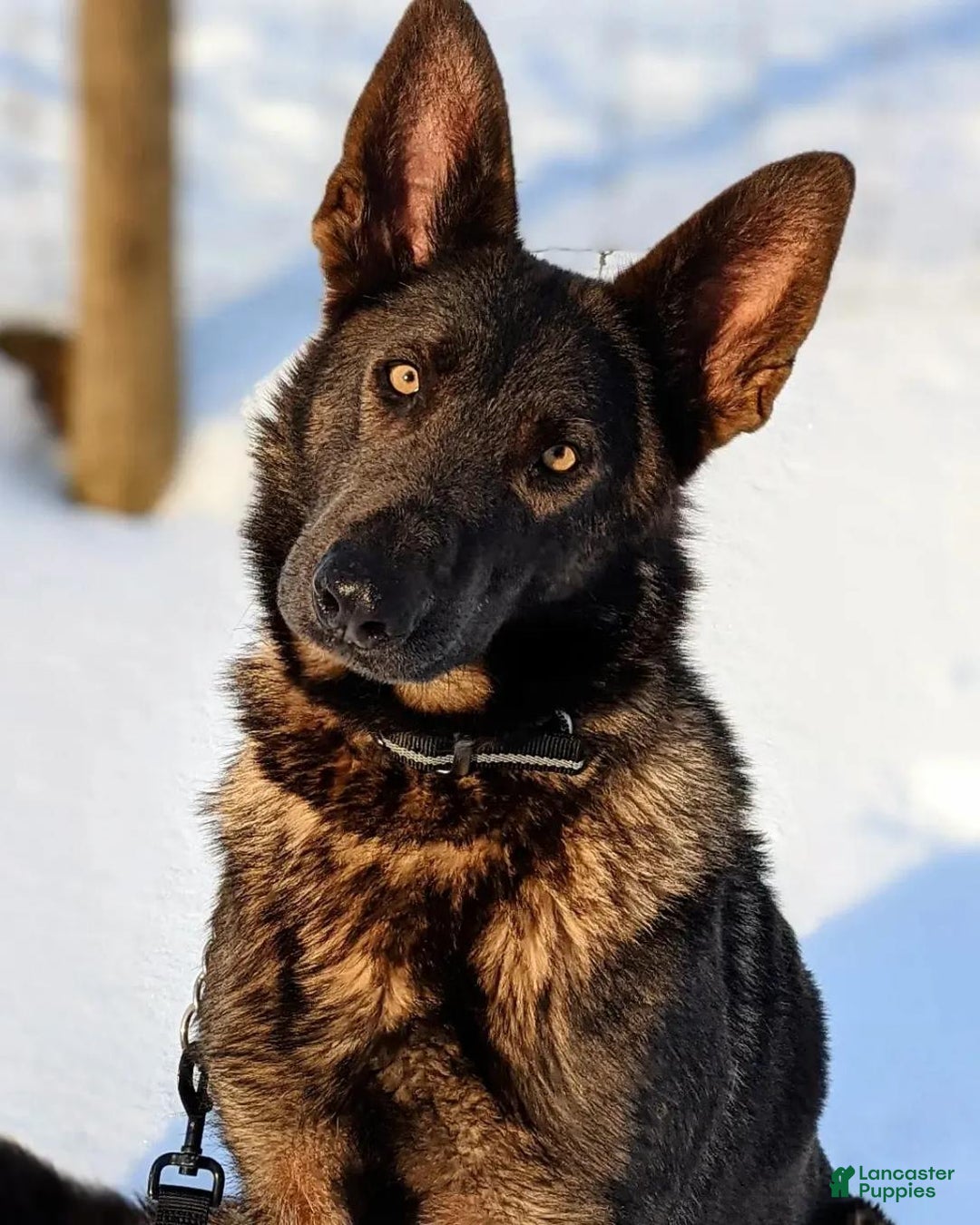 German Shepherd dogs for sale: Chase - Image 6