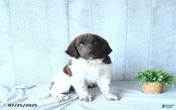 Newfoundland dogs for sale: Jade - Image 4