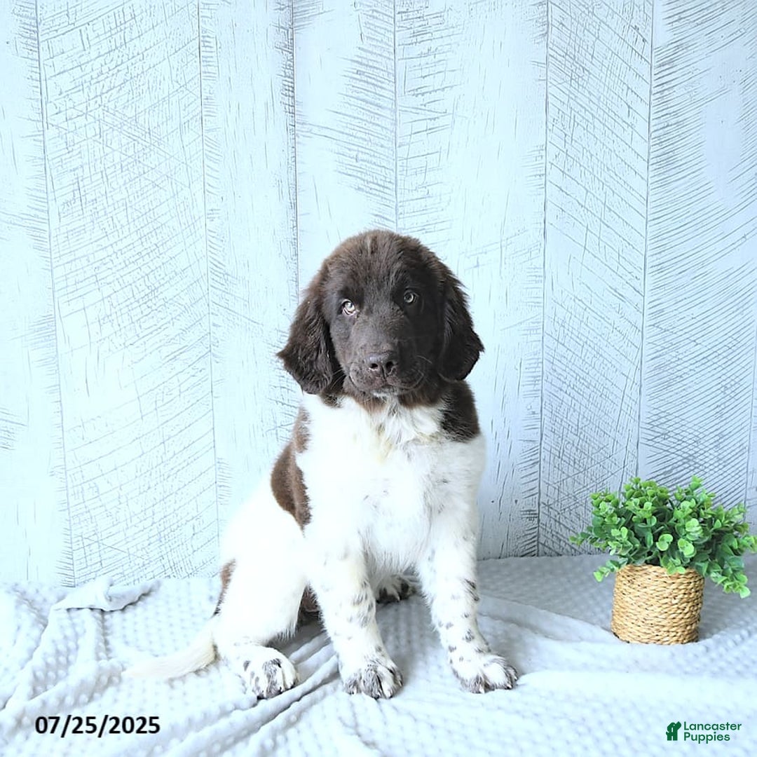 Newfoundland dogs for sale: Jade - Image 4