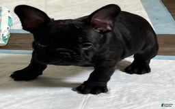 French Bulldog dogs for sale: Jack - Image 2