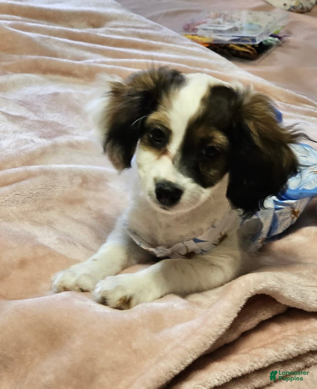 Cockapoo dogs for sale: Princess - Image 2