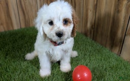 Cavapoo dogs for sale: Fiona Girl 3 - Image 10