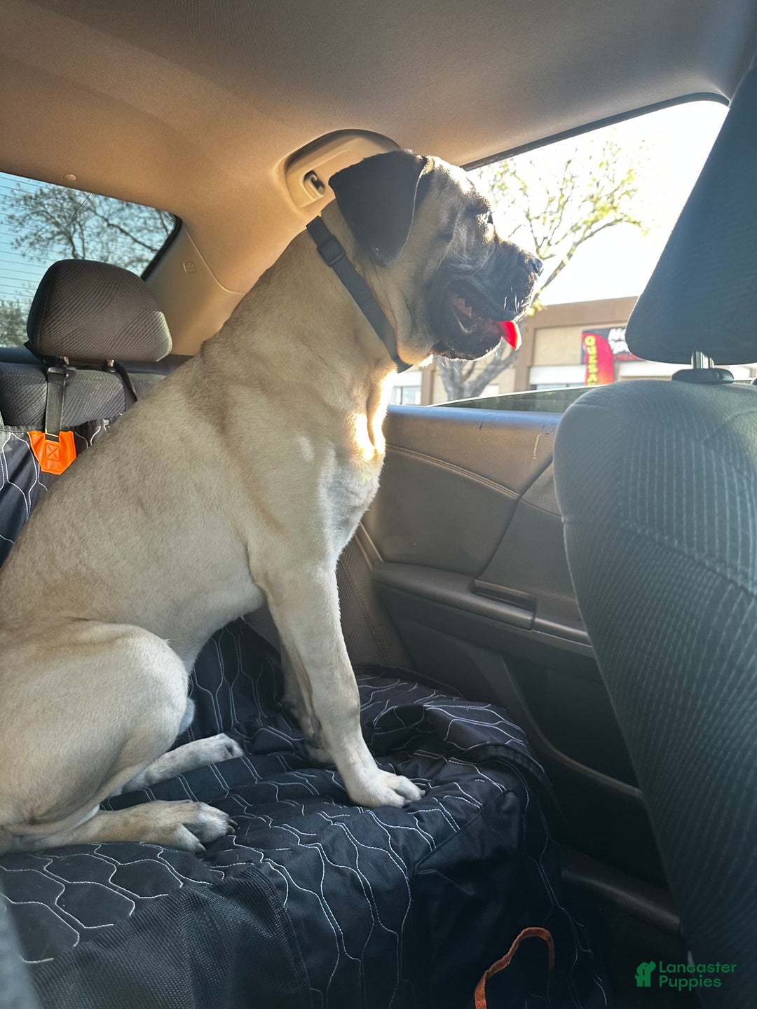 Cane Corso dogs for sale: Moana - Image 3