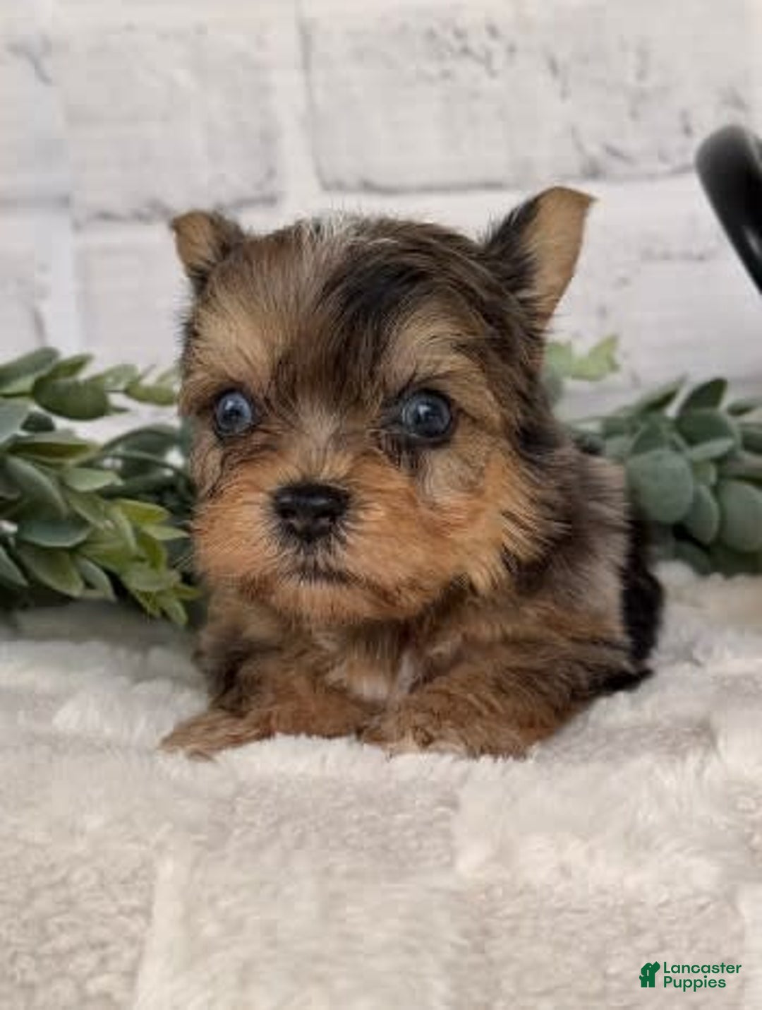 Yorkshire Terrier dogs for sale: Jaspy - Image 1