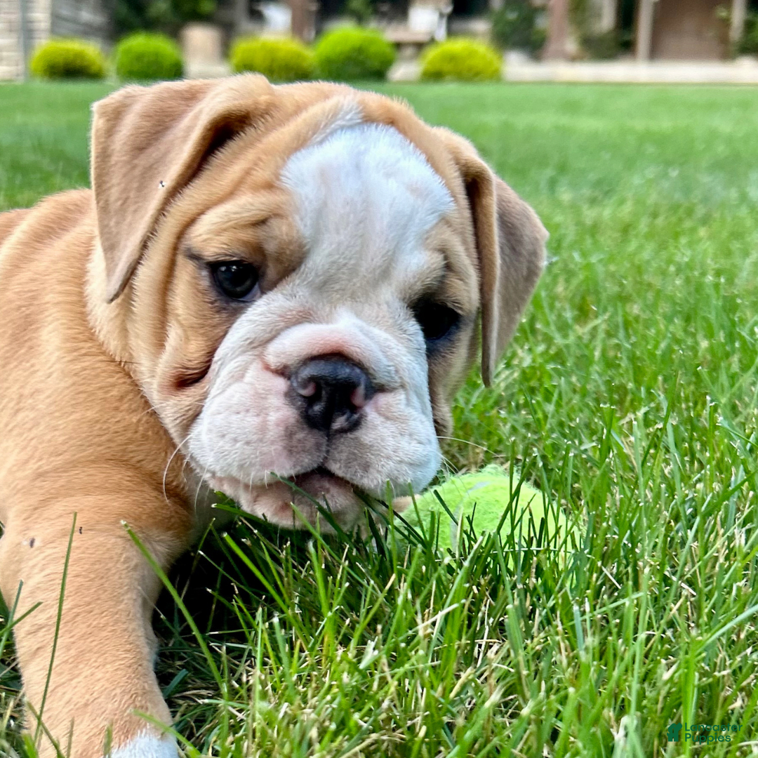 English Bulldog dogs for sale: Sierra - Image 2