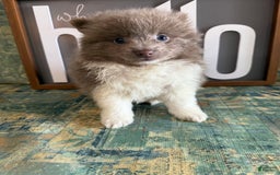 Pomeranian dogs for sale: Austin - Image 13