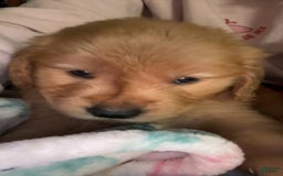 Golden Retriever dogs for sale: No Name - Image 3